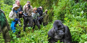 Adventure Trips to Uganda: Unforgettable Experiences Including Gorilla Safaris