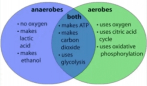 What Is the Difference Between Aerobes and Anaerobes?