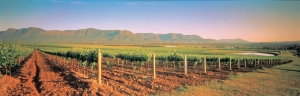 Hunter Valley Wine Tours: An Unforgettable Experience