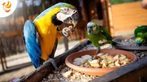 Why Parrot Food Subscriptions Are a Great Choice for Your Feathered Friend