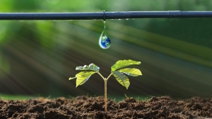 Drip Irrigation System – Working And Importance In Farming