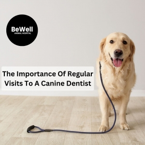 The Importance Of Regular Visits To A Canine Dentist