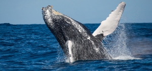 Whale Watching Cruise from Redcliffe: Experience the Magic in Brisbane