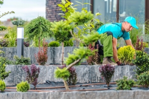 How to Design a Low-Maintenance Garden in Waterloo