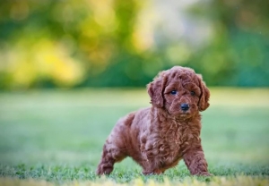 Understanding Mini Goldendoodle Price: What to Expect