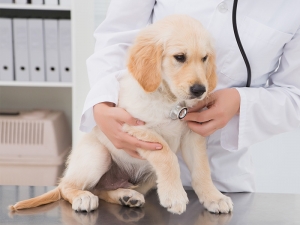 How Often Should You Schedule Check-ups for Your Pet?