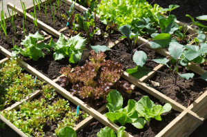  Successful Tips For Kitchen Garden