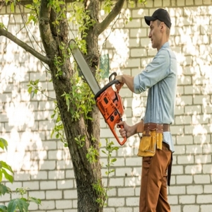 Choosing the Right Emergency Tree Service for Your Property Needs