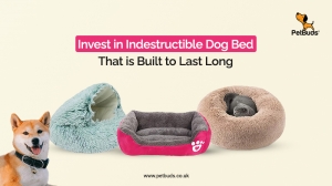 Invest In Indestructible Dog Bed That Is Built To Last Long