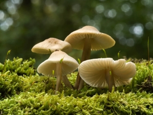 Mushrooms in Medicine: Ancient Remedies and Modern Uses