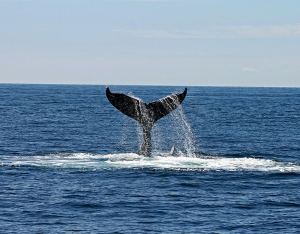 Whale Watching in Dunsborough: A Spectacular Coastal Adventure