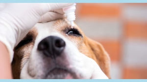 Understanding Conjunctivitis in Dogs