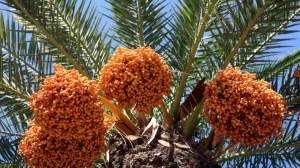 Exotic Palm Tree Species in Saudi Arabia: Your Guide to Choosing the Right Supplier