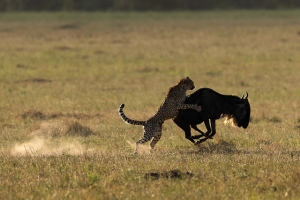 Affordable Masai Mara Tour Packages: Budget-Friendly Safari Adventures