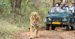 15 Incredible Places to See India Wildlife Tours