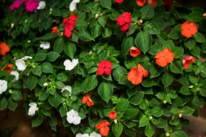 Everlasting Blooms: The Top Evergreen Flowering Plants to Grow in India