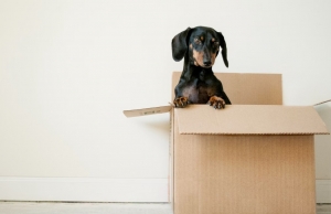 The Ultimate Move-Out Cleaning Guide: Ensuring the Full Return of Your Security Deposit