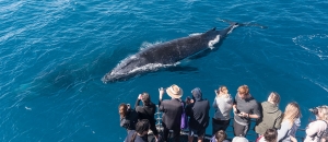 Choosing Your Whale-Watching Adventure: Land vs. Boat – Weighing the Pros and Cons