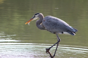 Symbolism and Spiritual Meaning of Blue Heron