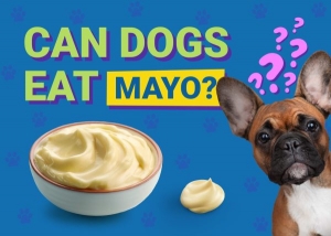 Can Dogs Enjoy Mayo? Exploring the Risks and Benefits