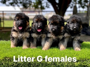 The Ultimate Guide To The Best German Shepherd Kennels Near You