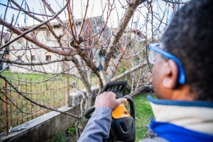 The Benefits of Tree Lopping: How Proper Techniques Ensure Healthier and Safer Trees