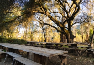 Explore the Charm of Apple Hill Wineries in El Dorado County