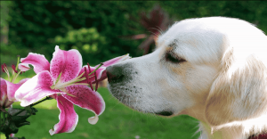 Do Dogs Like the Smell of Cinnamon? Understanding Your Pet’s Preferences