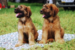 Explore Puppies for Sale in Delhi at Asia Pets