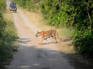 Discover the Wild Side: Canter Safari Adventures in Jim Corbett