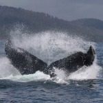 Rest and Relaxation: Ucluelet’s Best Vacation Rentals with Sauna Access