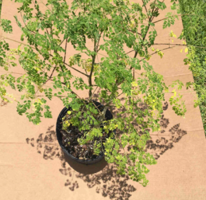 How To Grow and Care For Moringa Trees	