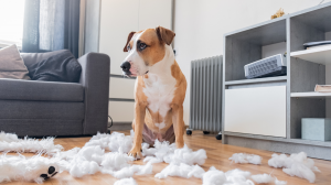 Dog Behavior: 5 Critical Factors to Consider