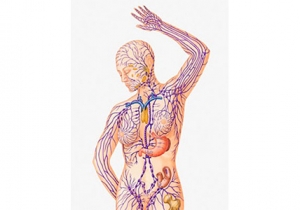 10 Facts about Human Body