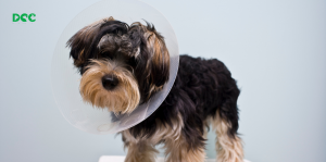 Affordable Neutering & Spaying Services at DCC Animal Hospital: Limited Time Offer