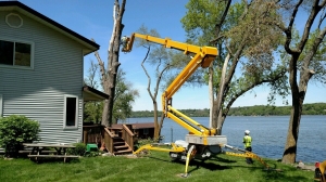 How Does Tree Removal Benefit Your Property?