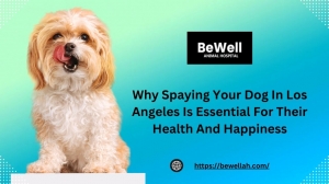 Why Spaying Your Dog In Los Angeles Is Essential For Their Health And Happiness