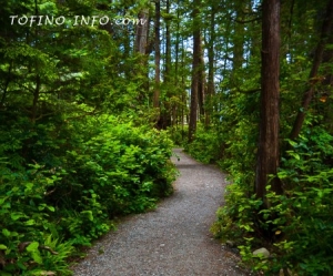 Experience Coastal Bliss: The Most Scenic Ucluelet Vacation Rentals