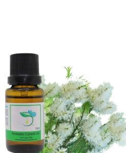 Tea Tree Oil: Discover the Benefits of Lemon Tea Tree Essential Oil