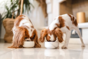 What are the different types of dog food?