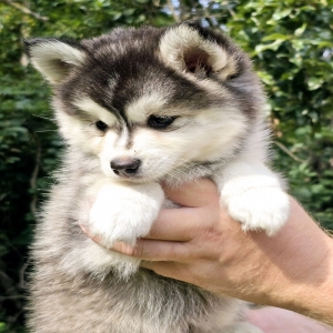 What Should I Know Before Buying Pomskies For Sale In Missouri?