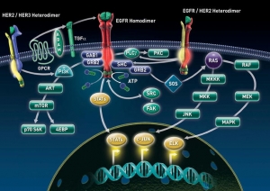 The Global Epidermal Growth Factors Market is Anticipated to Witness Growth Due to Increasing Skin Damage Treatment Needs 