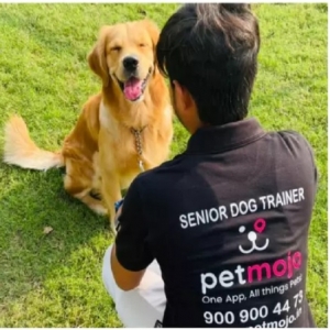 PetMojo: Revolutionizing Pet Care with Excellence