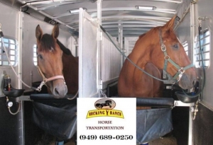 How to Choose a Trustworthy Horse Hauler: Essential Tips for Safe Transport