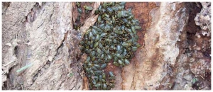 The Role of Arboricultural Pest Control Specialists in Urban Tree Management