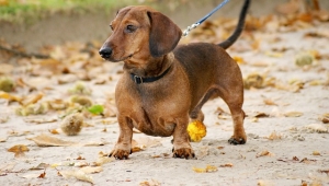 What Are the Benefits of Having Dachshund Puppies as Pets?