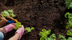 How Often Should You Refresh or Replace Your Organic Soil Mixture?