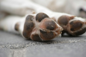 Winter Care for Your Dog's Paws