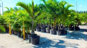 Customer Reviews of Palm Tree Suppliers in Saudi Arabia