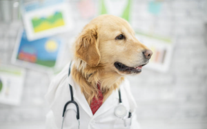 Doctor Dog